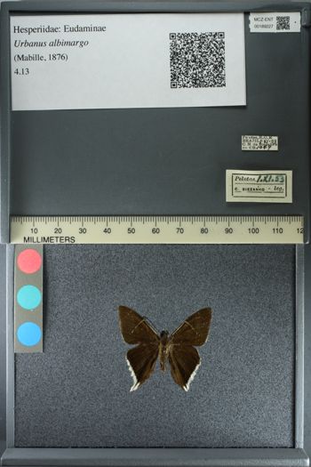 Media type: image;   Entomology 189227